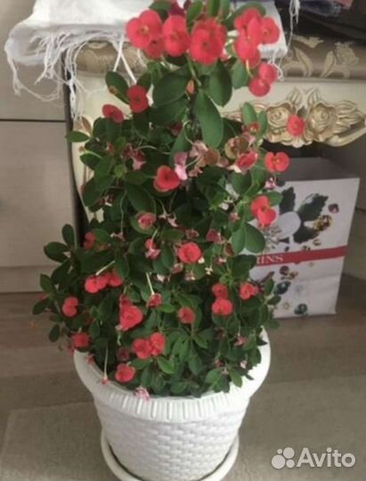 Молочай миля