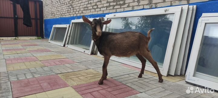 Чешский козлик