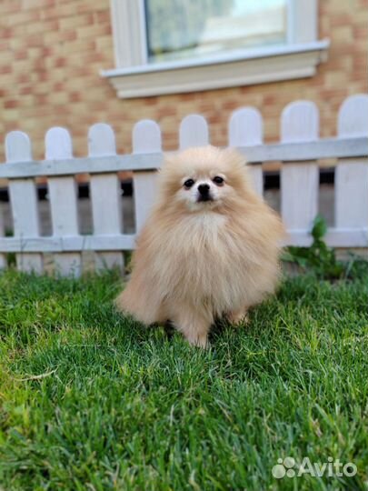 Померанский шпиц, мини мальчик