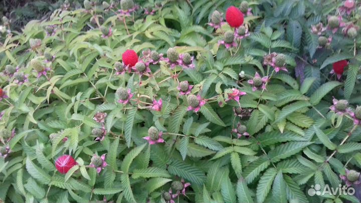 Тибетская малина саженцы