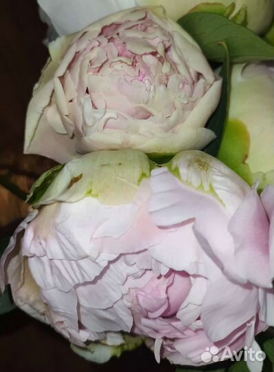 Корни пионов сортов А Скакодуба