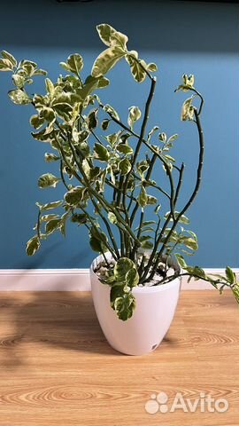 Комнатные растения