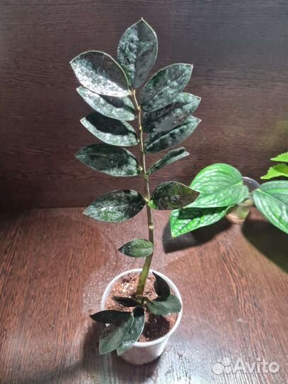 Замиокулькас черный