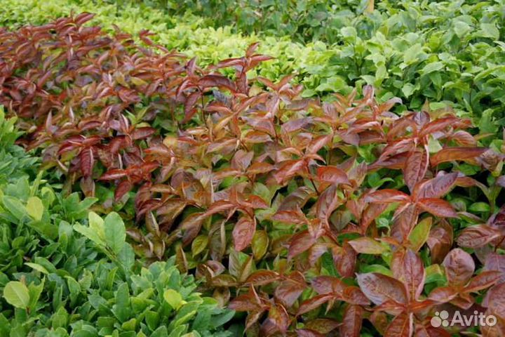 Вейгела Вингс оф фаер