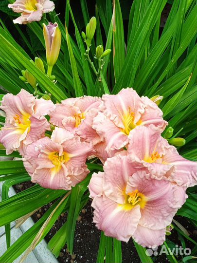 Цветы для сада