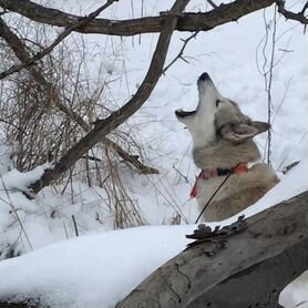 Западно сибирская лайка