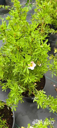 Гортензии спирея лапчатка газон ели доставим/садим