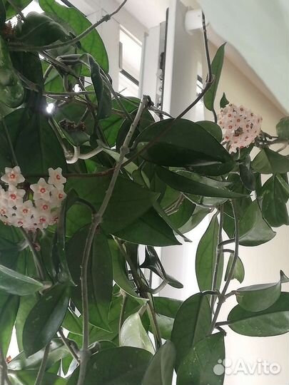 Хойя взрослая цветущая