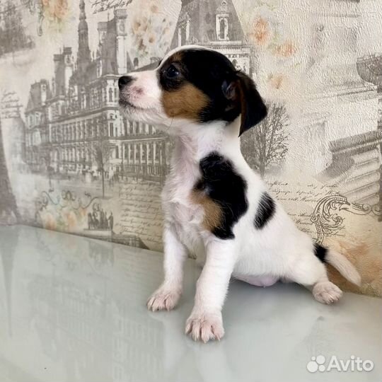 Джек рассел Девочка