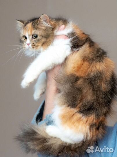 Шотландская кошка