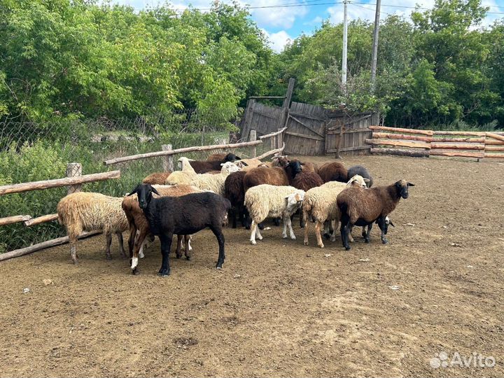 Овцы бараны