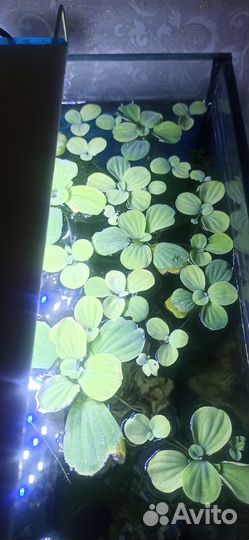 Пистия аквариумное растение