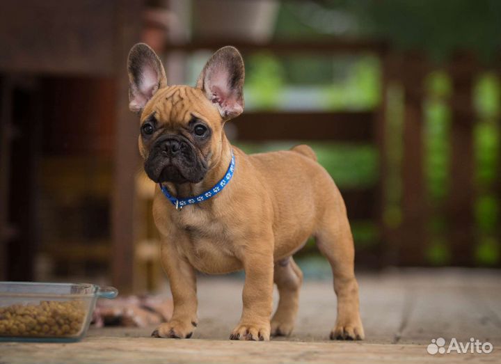 Рыжие щенки французского бульдога