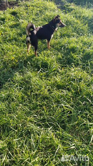 Щенок в добрые руки бесплатно маленькая порода