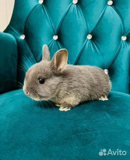 Мини кролики элитные карликовые декоративные