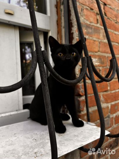 Котик черный подросток котенок