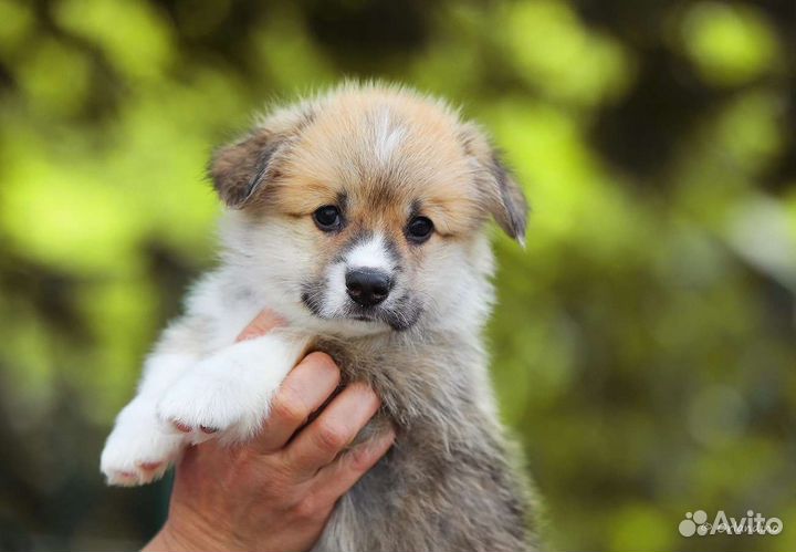 Вельш-корги пемброк щенок мальчик