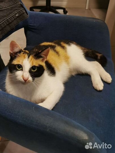 Милая Лили (10 месяцев) ищет семью