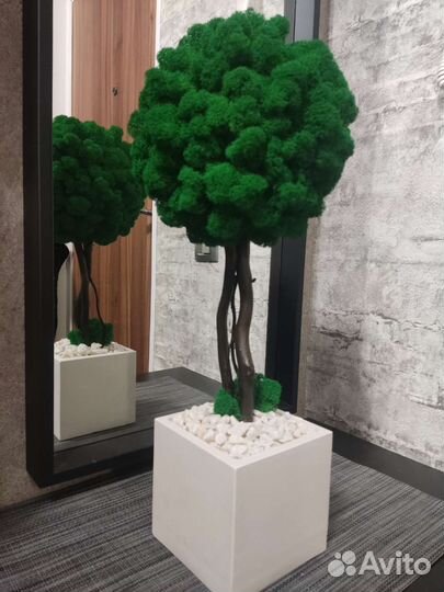 Дерево из стабилизированного мха в кашпо