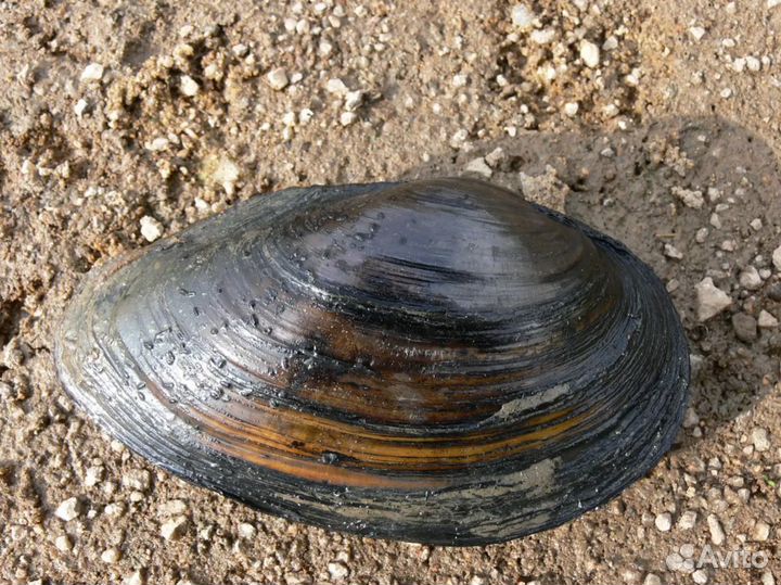 Перловицы в пруд, для пруда