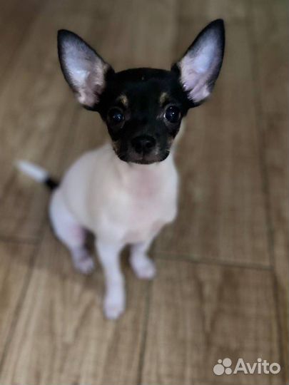 Чихуахуа мальчик