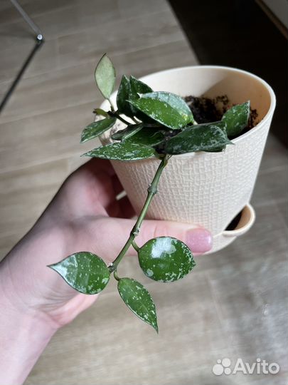 Хойя Крохниана сплэш