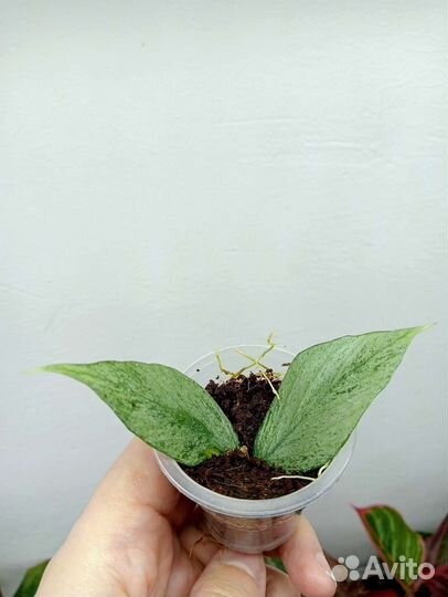 Хойя, укорененные черенки 3