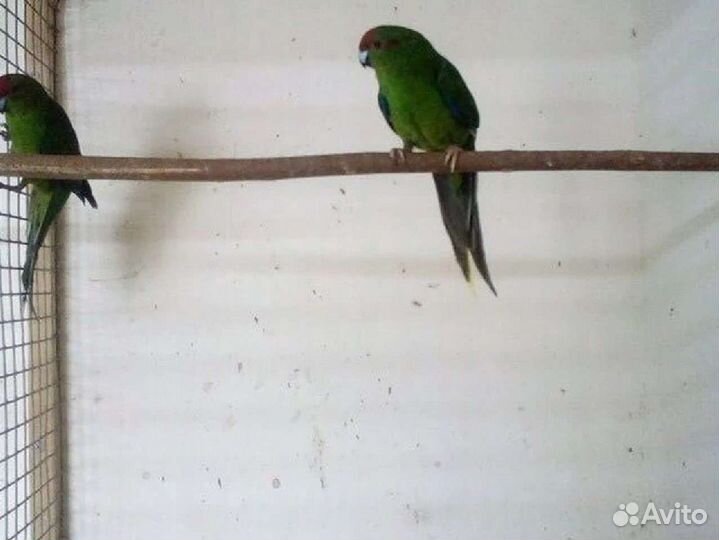 Попугаи от заводчика