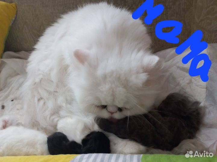 Персидская кот и кошка