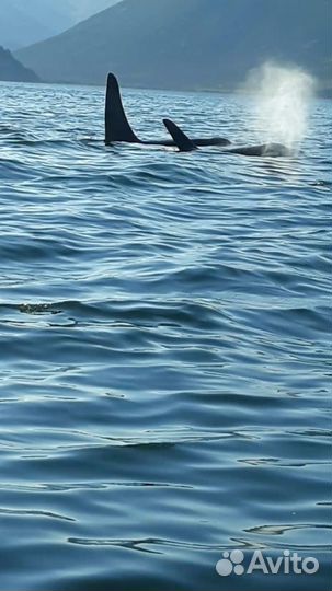 Морские прогулки аренда катера