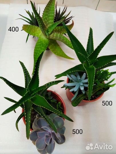 Суккуленты: алоэ, крассулы, крестовник, церопегия