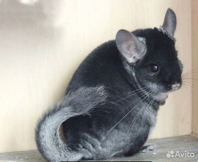 Шиншилла черный бархат