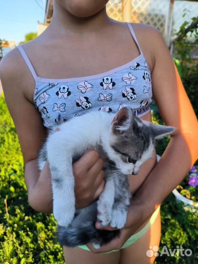 Кошечка 3 месяца
