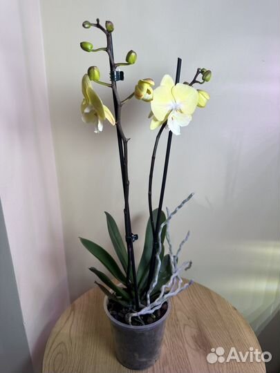 Орхидея фаленопсис Элис,биг лип,h52,2 цветонос