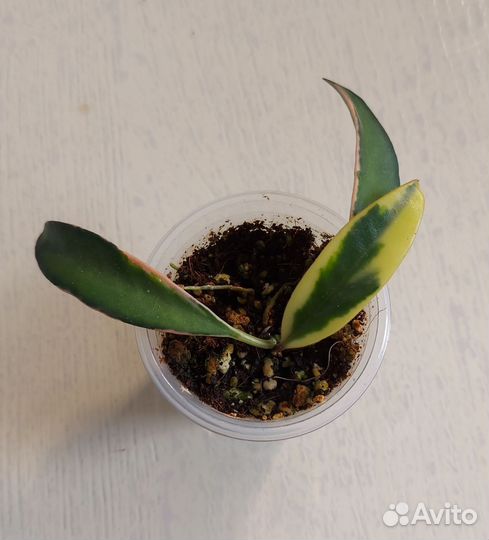 Хойи продажа