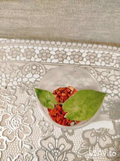 Алоказия вариегатная одора батик