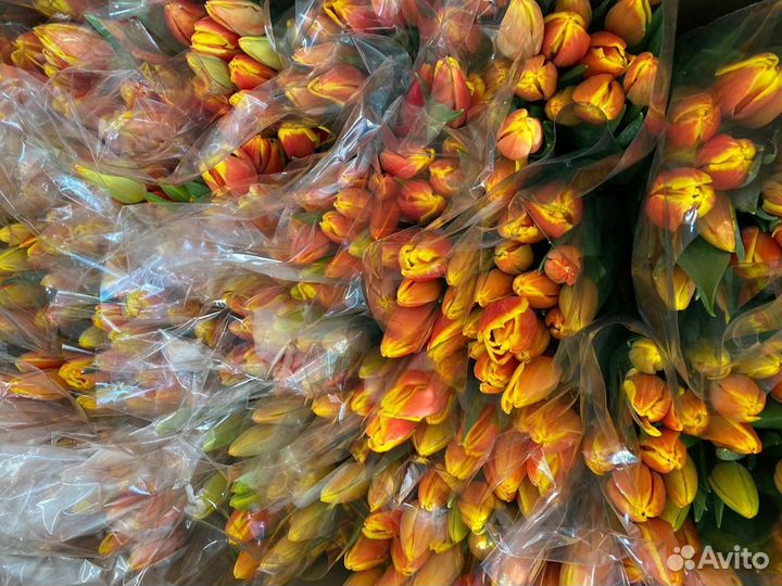 Тюльпаны розница