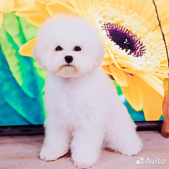 Шикарная девочка с выставочной харизмой