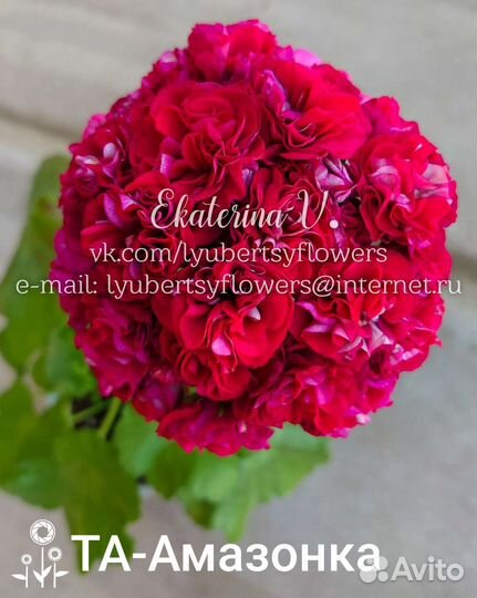 Пеларгония герань сортовая коллекционная