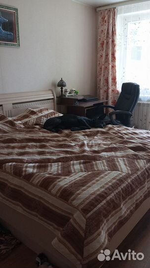 Собака метис