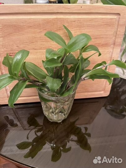 Традесканция зеленая