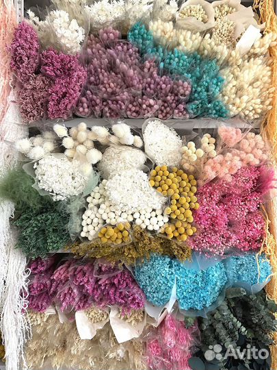 Сухоцветы Пампасная трава (кортадерия)