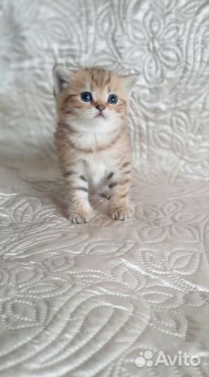 Шотландские котята