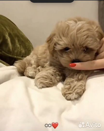 Мальтипу f1 mini