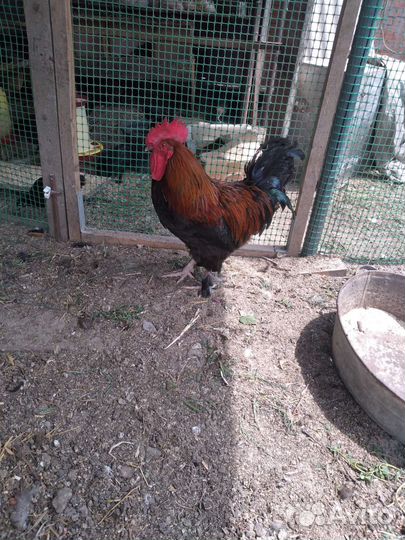 Петух породы маран черно-медный возраст 1 год