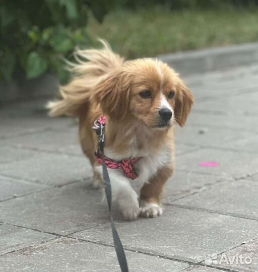 Шани ищет дом