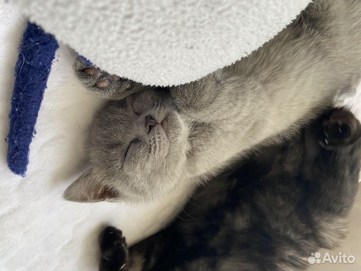 Британская кошка бесплатно