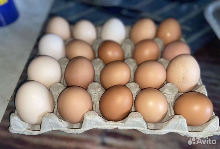 Домашние куриные яйца