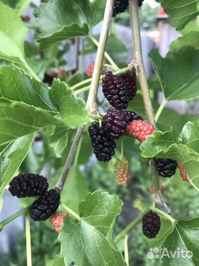 Плакучая шелковица