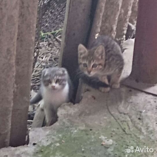 Шотландская вислоухая